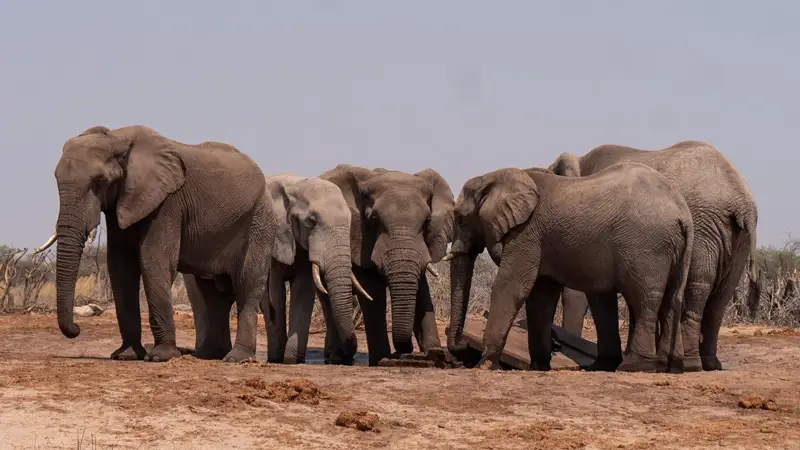 Spanish tourist trampled to death by elephants in South Africa
