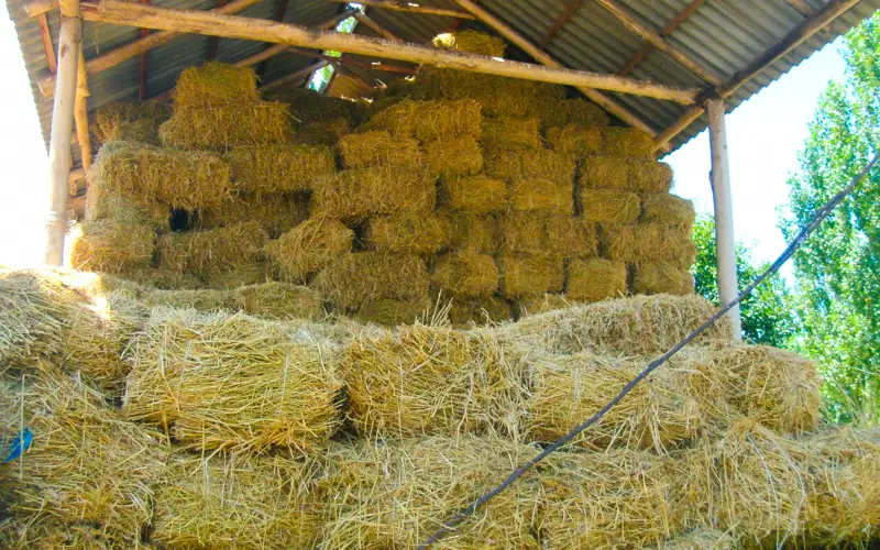 сено, корма