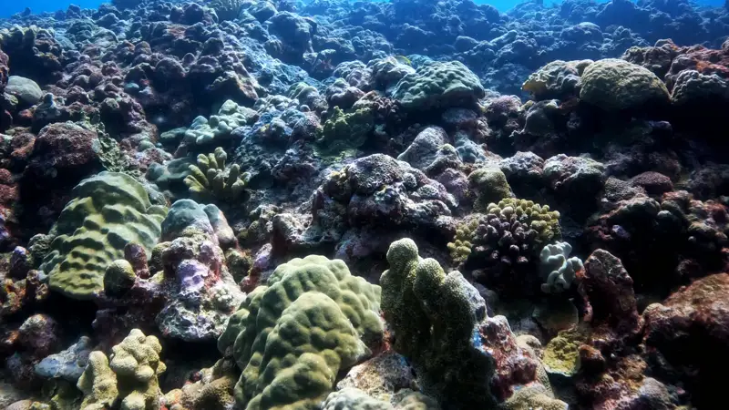 marine ecology