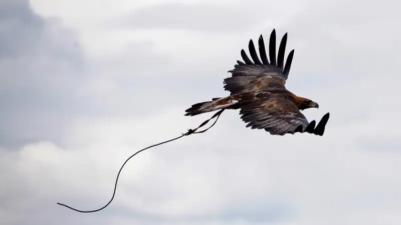 беркут бүркіт