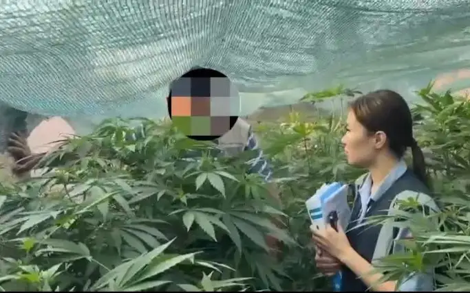 конопля