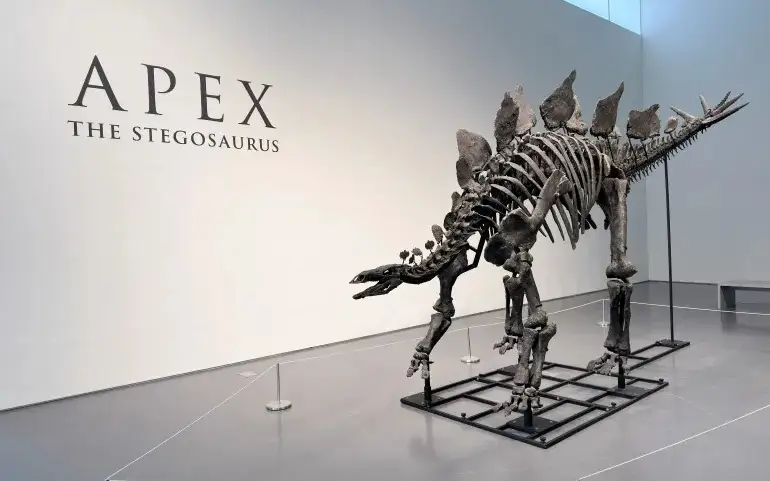 Apex: Largest stegosaurus skeleton ever found to fetch millions at auction