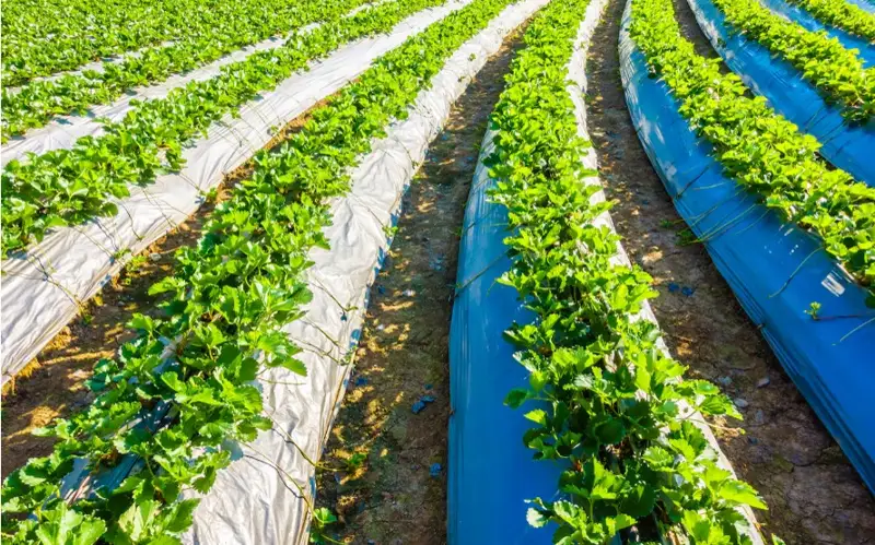 Фермеры, аграрии, сельское хозяйство