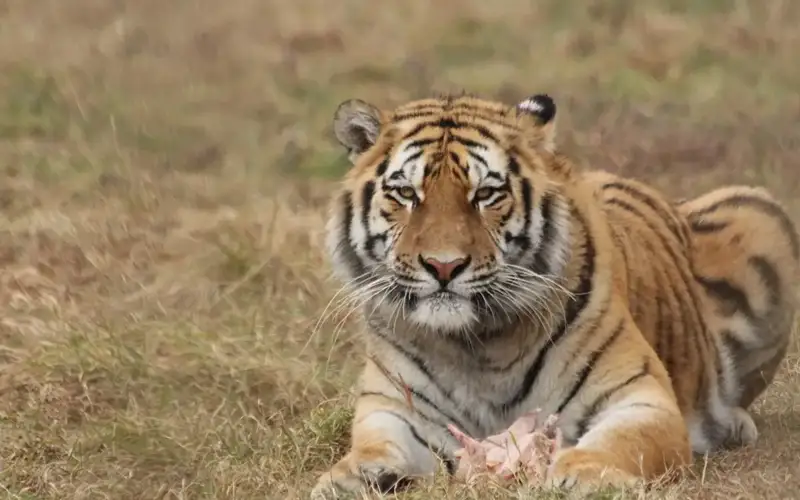 Kazakh Ecology Ministry, WWF International ink memorandum on implementation of tiger reintroduction program