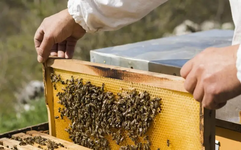 Пчеловодство, пчелы, пасека, мед, соты