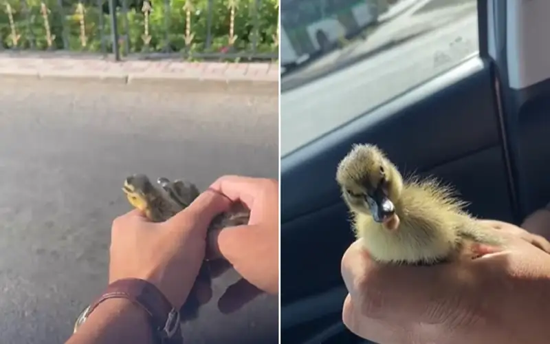 Полицейские Астаны спасли маму-утку с утятами на оживленной дороге 