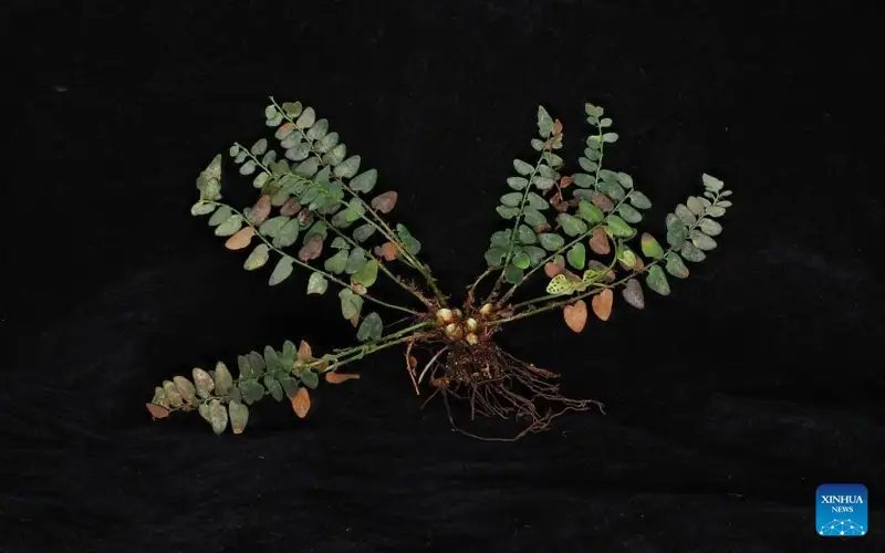 New fern species found in south China