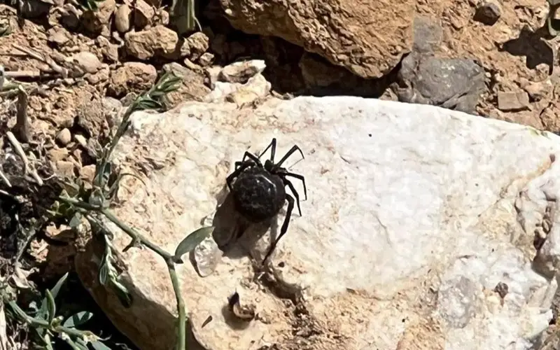 90 верблюдов погибло от укуса каракурта в Атырауской области