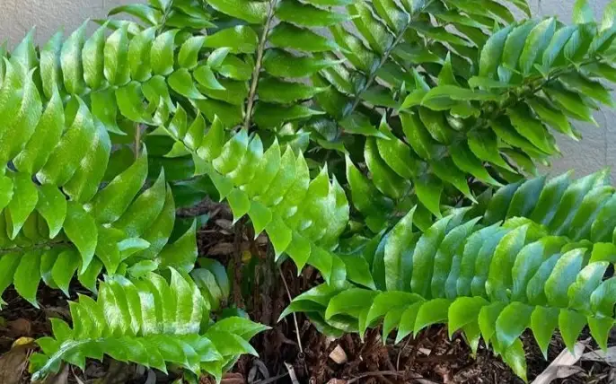 папоротник