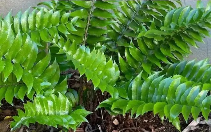 Қытайда қырыққұлақтың жаңа түрі анықталды