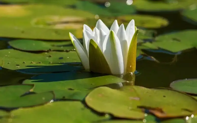 White waterlily blooms in Burabay National Park