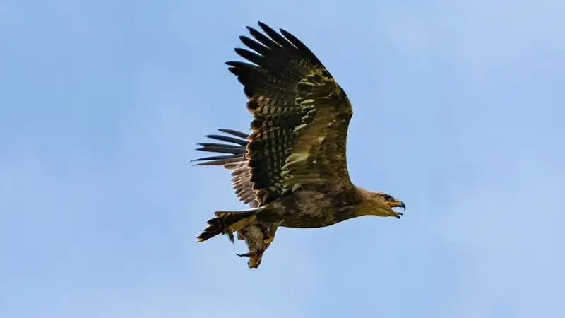 В объективе степной охотник: казахстанский фотограф запечатлел редкий момент охоты орла на суслика