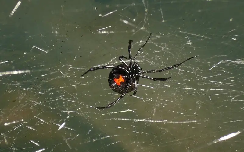 Atyrau region faces black widow spider invasion with 90 camels already killed 