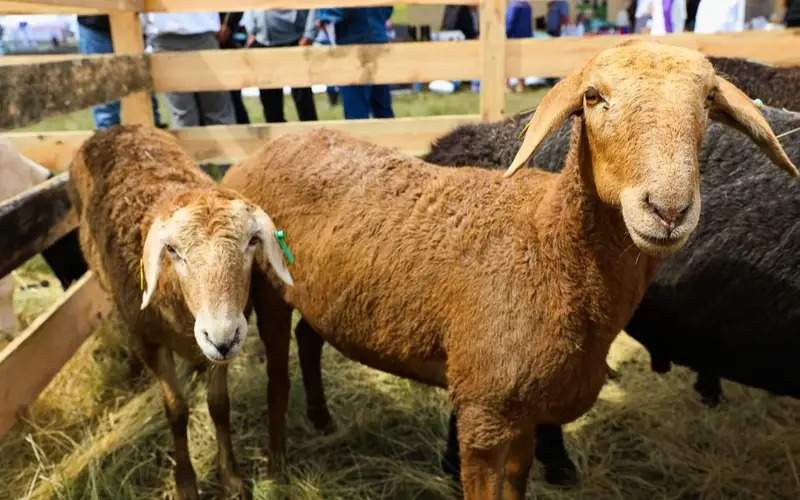 Масштабная сельскохозяйственная выставка проходит в Акмолинской области
