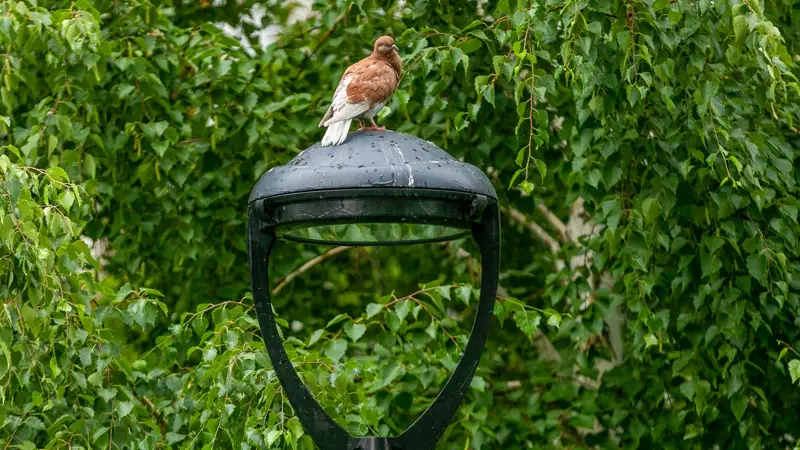 Голубь  Көгершін