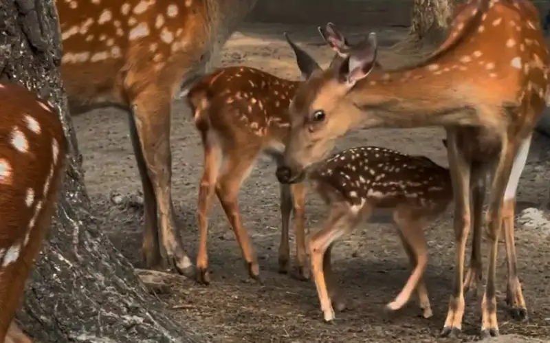 Теңбіл бұғы