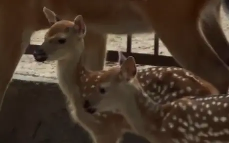 Два олененка родились в зоопарке в Алматы