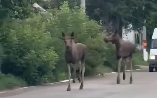 Лоси бегали по улицам Рудного 