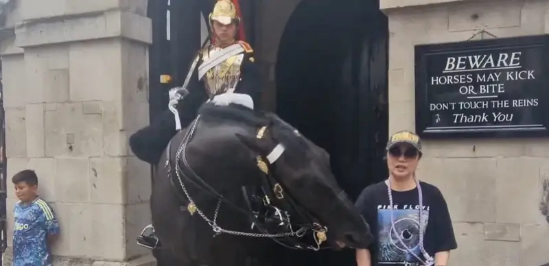 Public warned after tourist bitten by horse in London