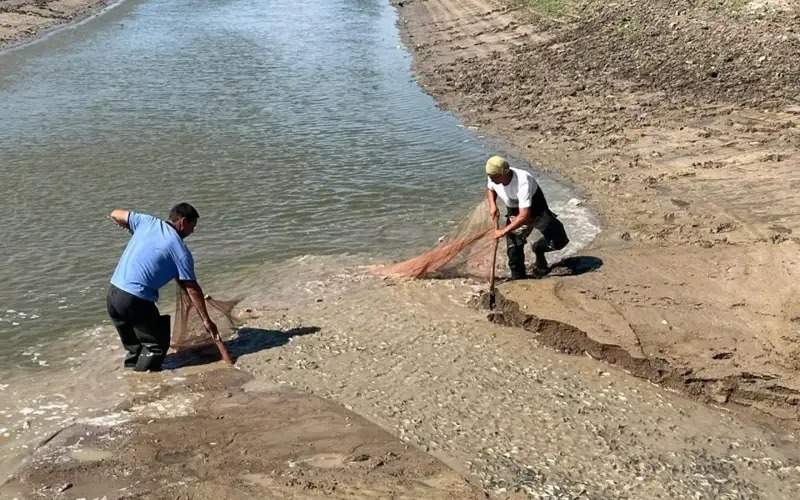 Over 100,000 fish juveniles rescued on drying Saryozek canal in Atyrau region