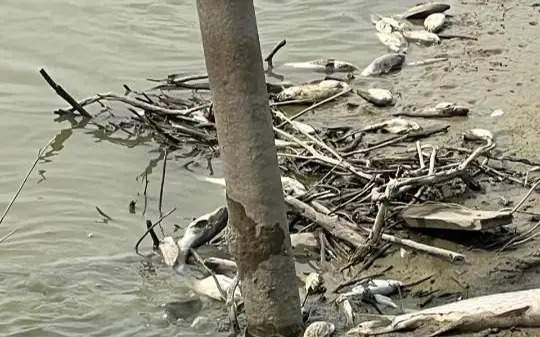 Over 100,000 fish juveniles rescued on drying Saryozek canal in Atyrau region