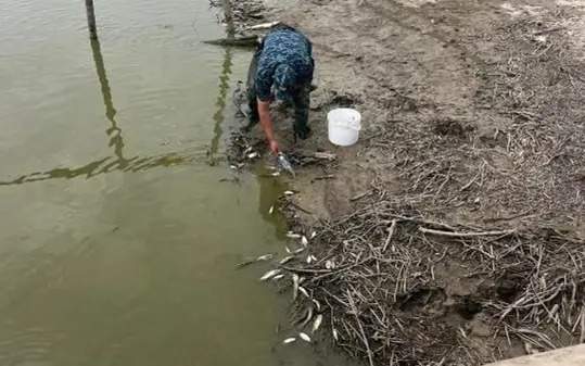 Over 100,000 fish juveniles rescued on drying Saryozek canal in Atyrau region