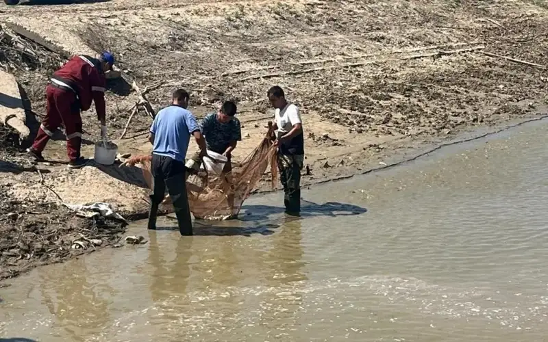 Over 100,000 fish juveniles rescued on drying Saryozek canal in Atyrau region