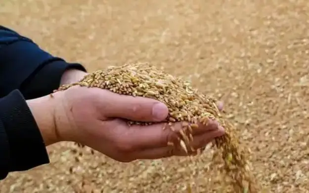 Kazakhstan becomes one of world leaders in wheat harvesting