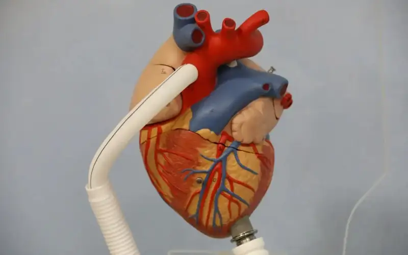 Заманауи құрылғы жүрек донорын алмастыра ала ма