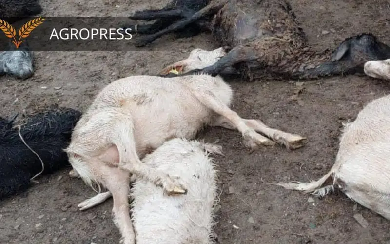 мал төрт түлік