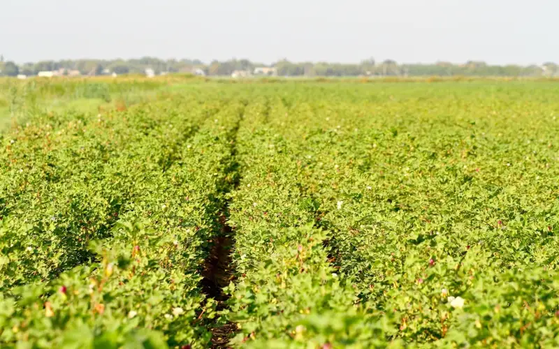 Түркістандық диқандар мақтаның жаңа сортын өсіріп жатыр