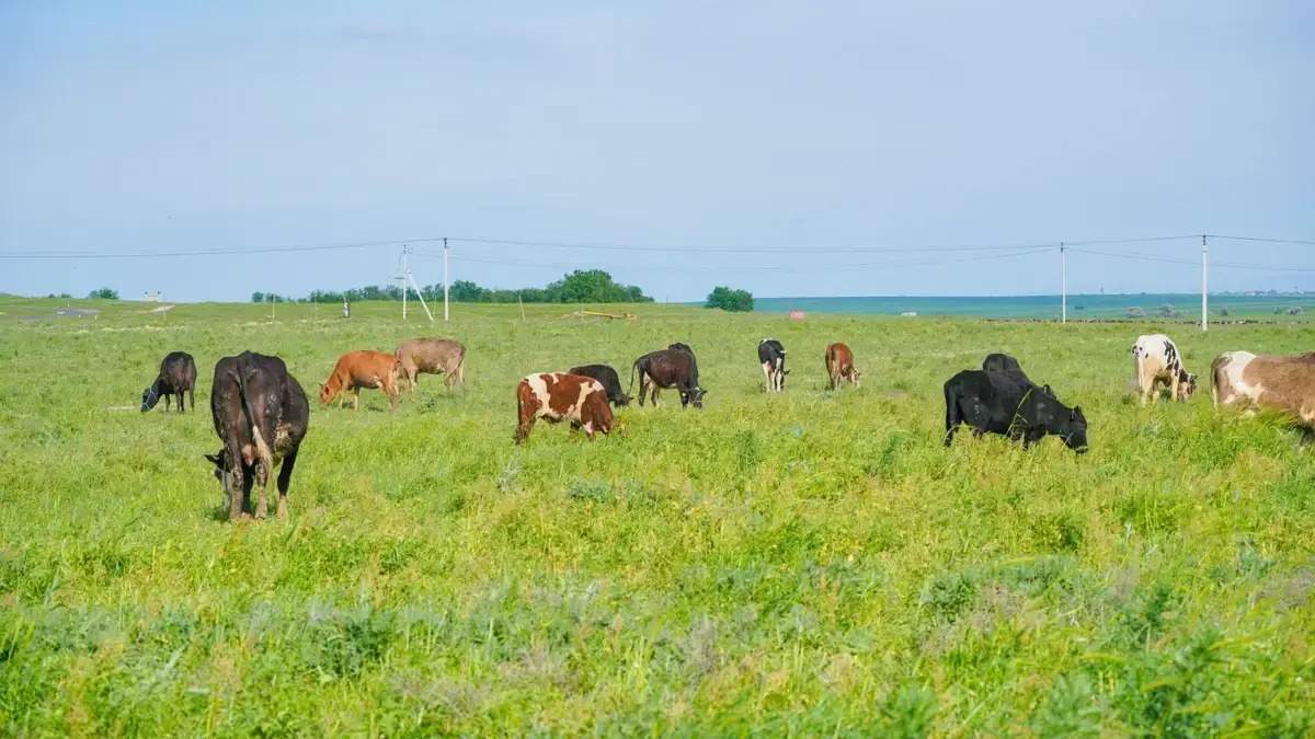 Kazakhstan highlights pastureland potential at RES 2026