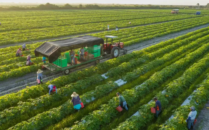 Угрозы и манипуляции: горькие истории казахстанцев на сезонных полях Великобритании