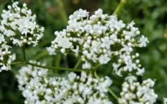 ғажайып шөп