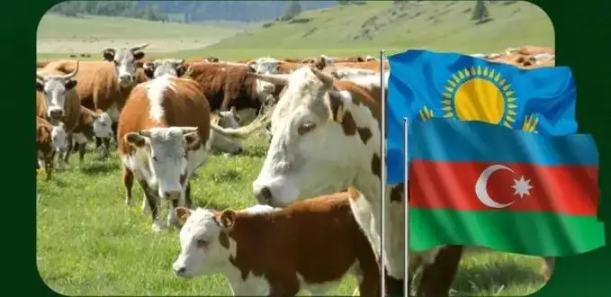 Қозоғистон Озарбайжонга туя, парранда гўшти ва сут етказиб беради