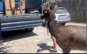 Almaty zoobaǵyna jaralanǵan maral jetkizildi