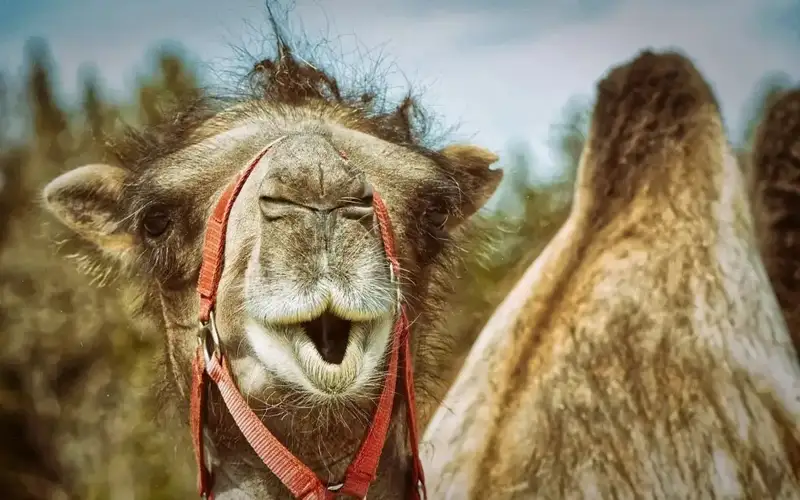 верблюд