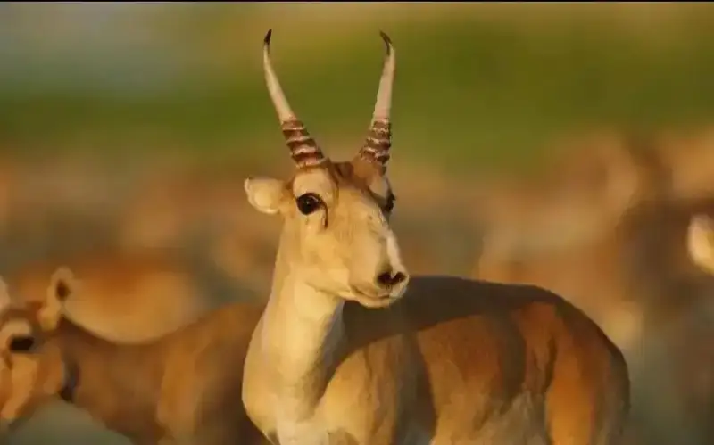 Kazakhstan to limit saiga hunting period