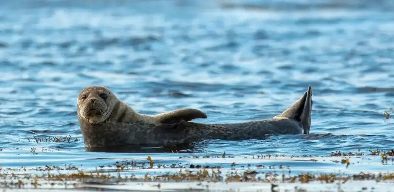 seals