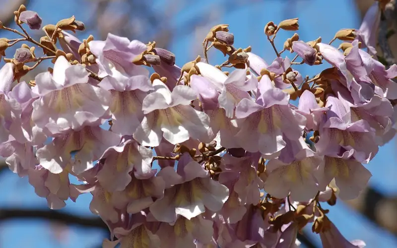 павлония ағаш