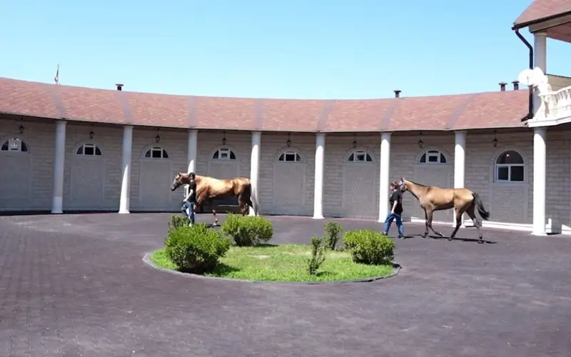 асылтұқымды жылқылар