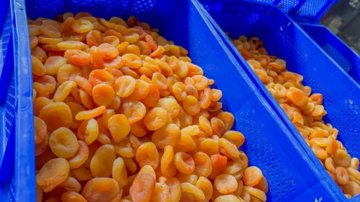 Turkish company may build apricot processing plant in Batken