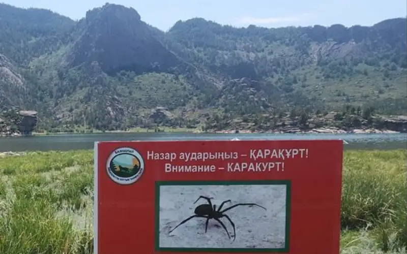 Каракурты заполонили берег озера Торайгыр в Баянаульском нацпарке