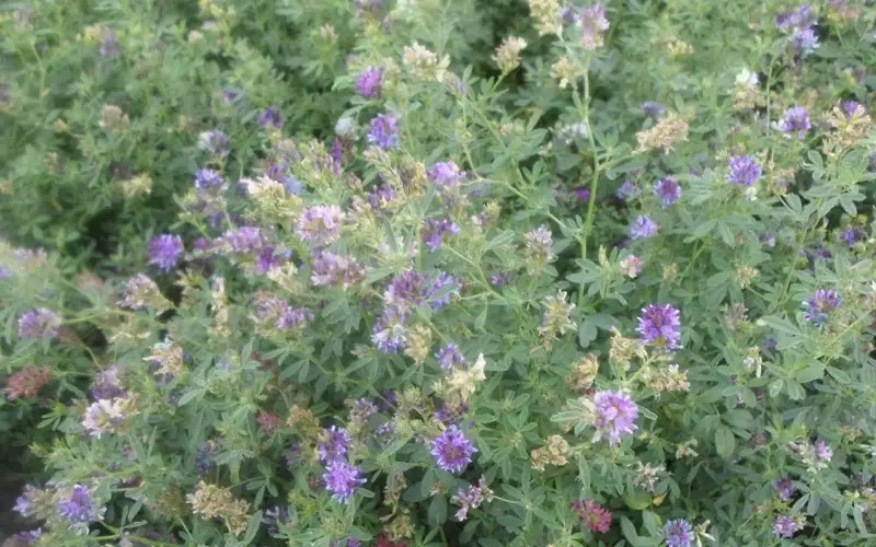 Қарабалық інжуі