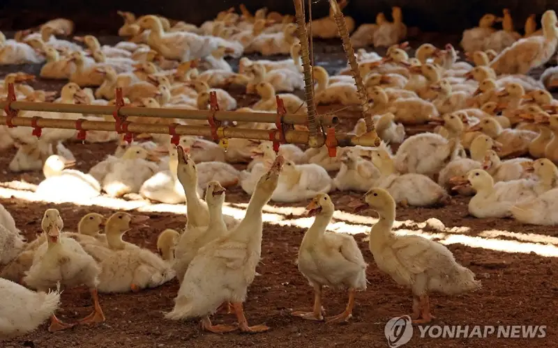 Ducks struggle with the heat at an animal farm in the southern city of Naju on Aug. 1, 2024, while a heat wave warning is in effect in the area. 