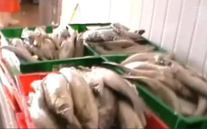 судак, рыба