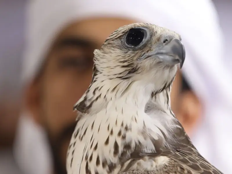 Preparations underway for Abu Dhabi International Hunting and Equestrian Exhibition 2024