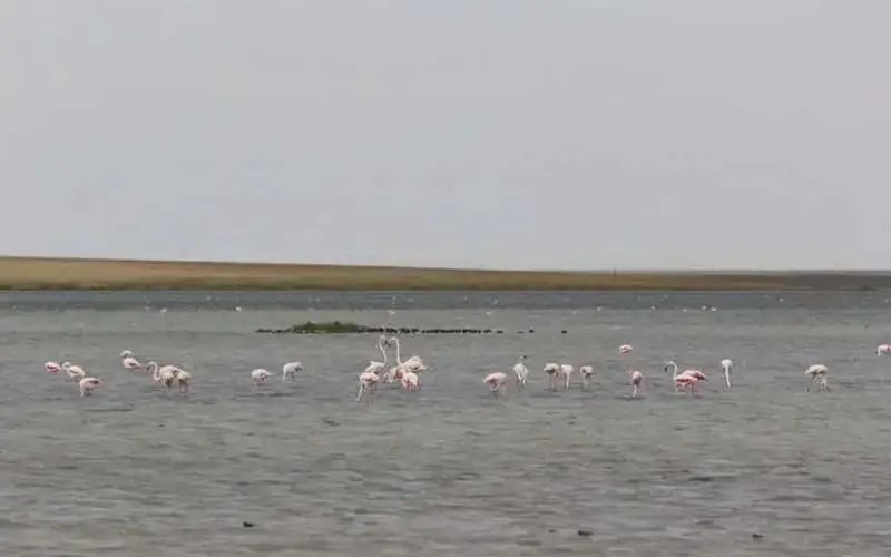 Коргалжынский заповедник 