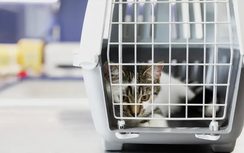 животные, переноска