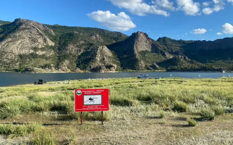 Баянаул, каракурт